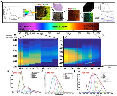 Multimodal Analysis of Central Nervous System Tumor Tissue Endogenous Fluorescence With Multiscale Excitation